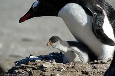 Eselspinguin (88 von 97).jpg